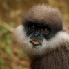 Hulman rudolici - Semnopithecus vetulus - Purple-faced Leaf Monkey o7007